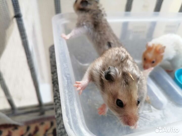 Хомяки, клетки (заводчик)
