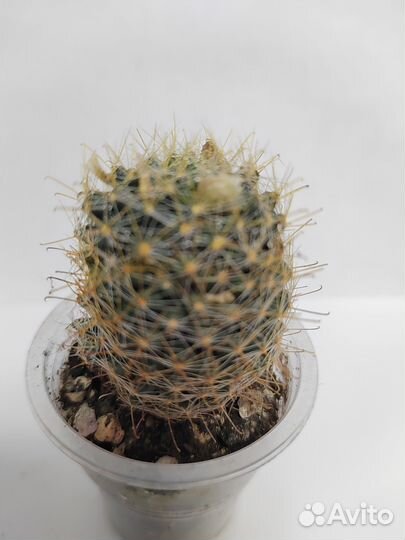 Кактус маммилярия