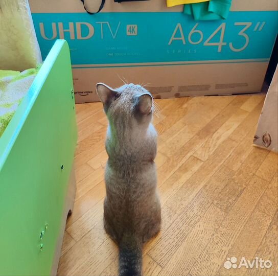 Кот на вязку