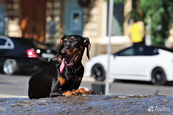 Саймон ищет семью