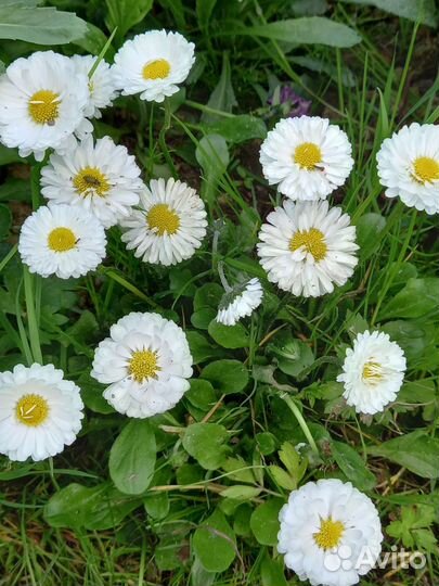 Многолетники, цветущие в июне