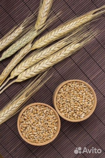 Зерно пшеница фураж, гречиха. опт