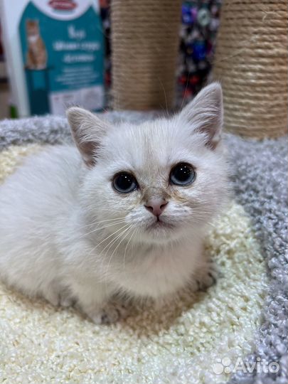 Продаётся котёнок