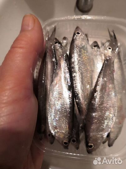 Тюлька оптом