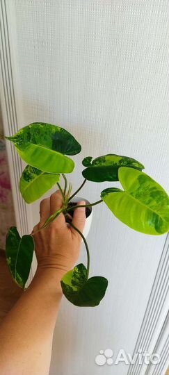 Филодендрон Бурле Макс вариегатный