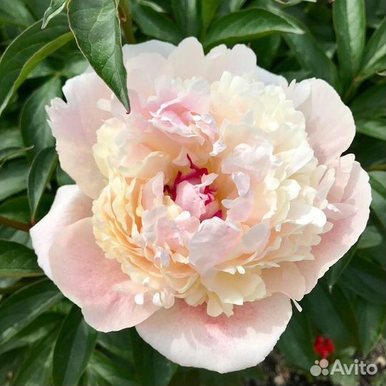 Пионы саженцы