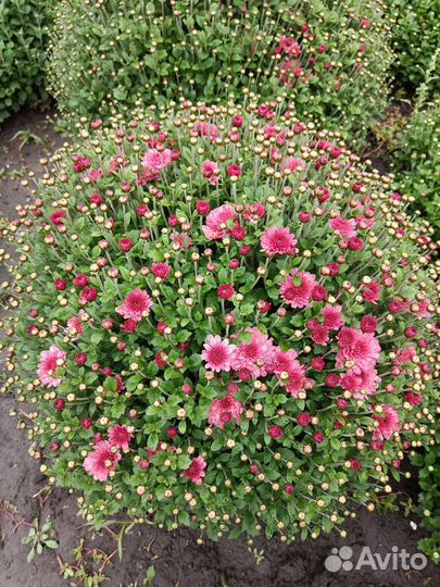 Хризантема мультифлора