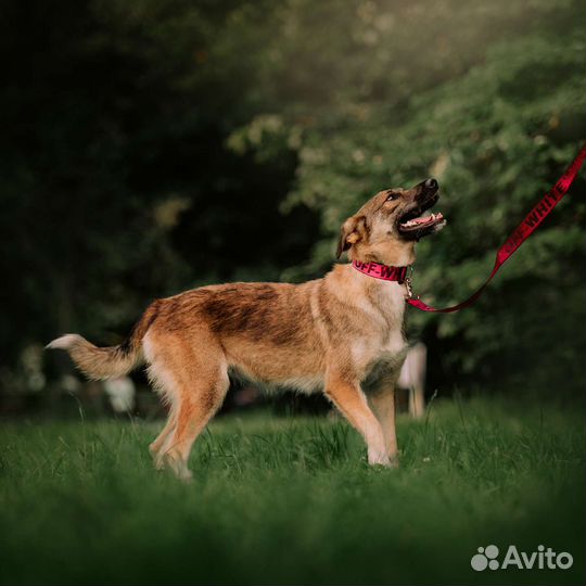 Собака бесплатно