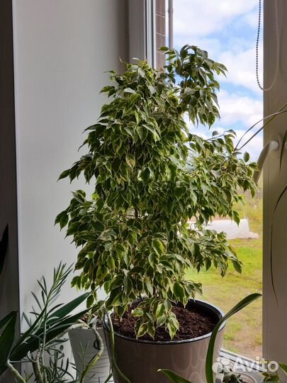 Фикус бенджамина