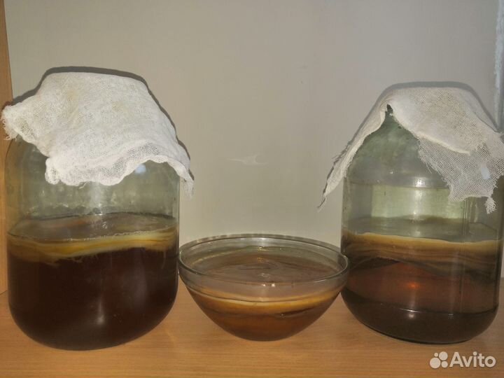 Чайный гриб комбуча освежающий