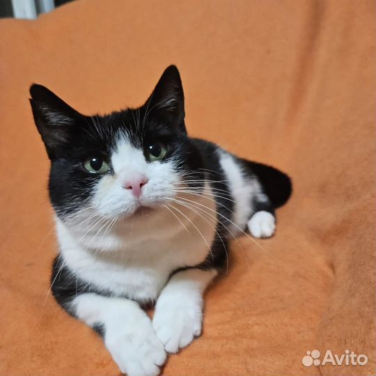 Кошка Анфиса