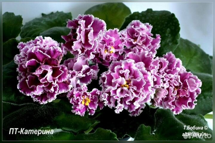 Детки сортовых фиалок