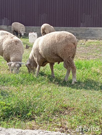 Овцы бараны