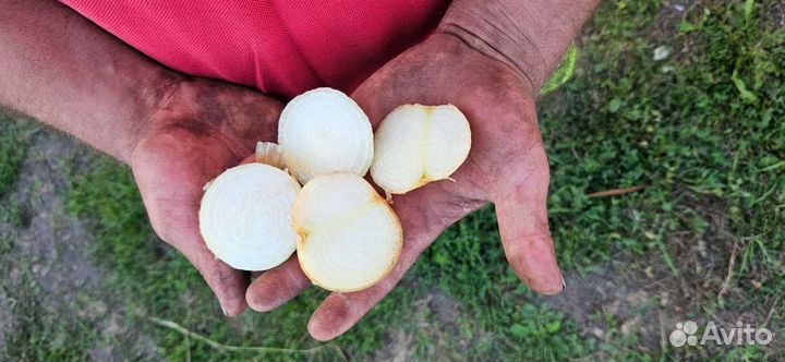 Лук выборка