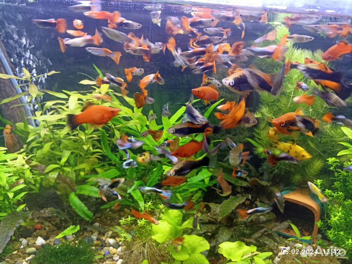 Аквариумные рыбки