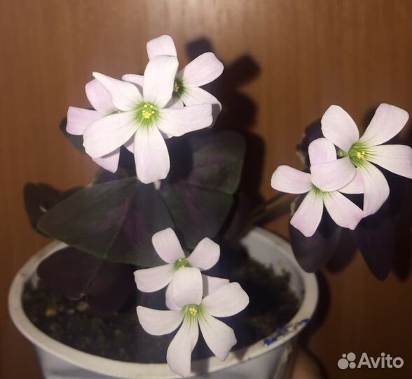 Комнатные растения по 150