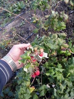Саженцы малины Руби Бьюти (ремонт., горшечная)
