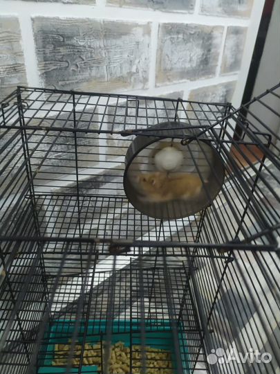 Клетка для грызунов с хомяком