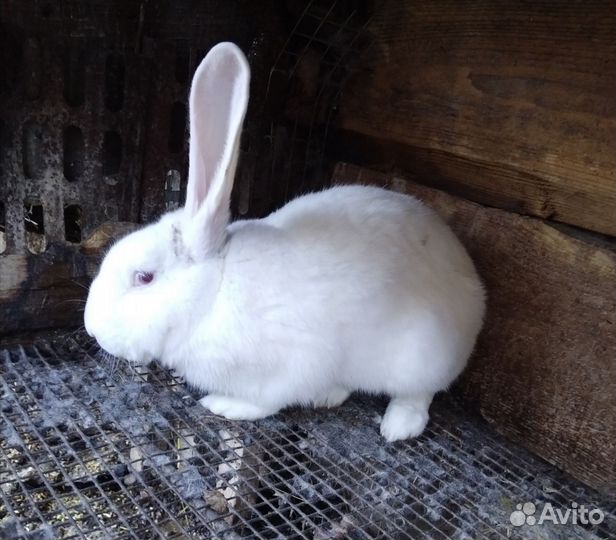 Продаю кроликов