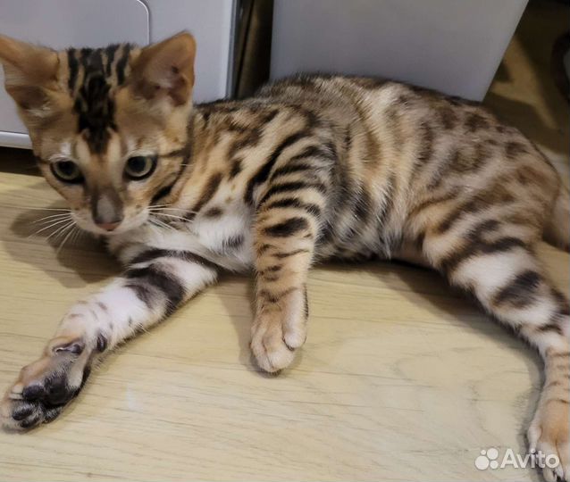 Кошка в дар бесплатно