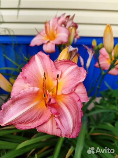 Лилейники сортовые