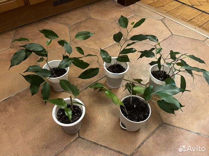 Фикус бенджамина