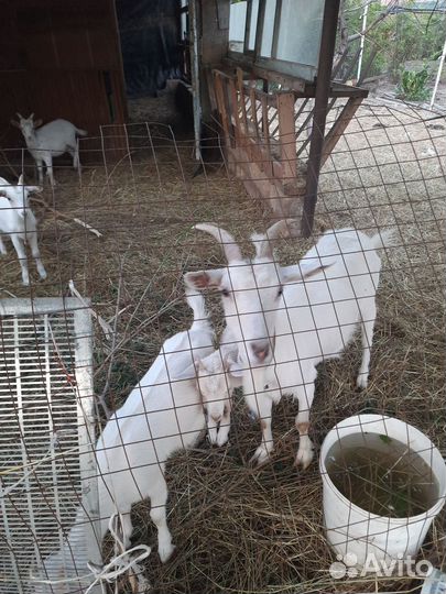 Зааненские козы