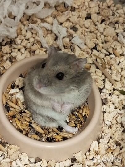 Джунгарский хомяк