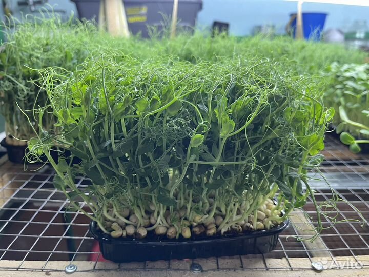 Микрозелень горох
