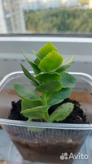 Каланхоэ Каландива цветущий белый