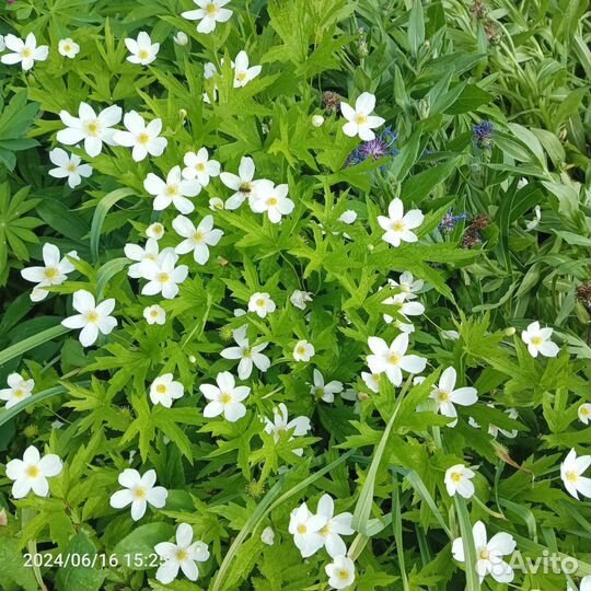 Василек горный, анемона, многолетники
