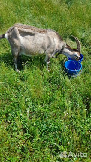 Козел на племя, козы дойные