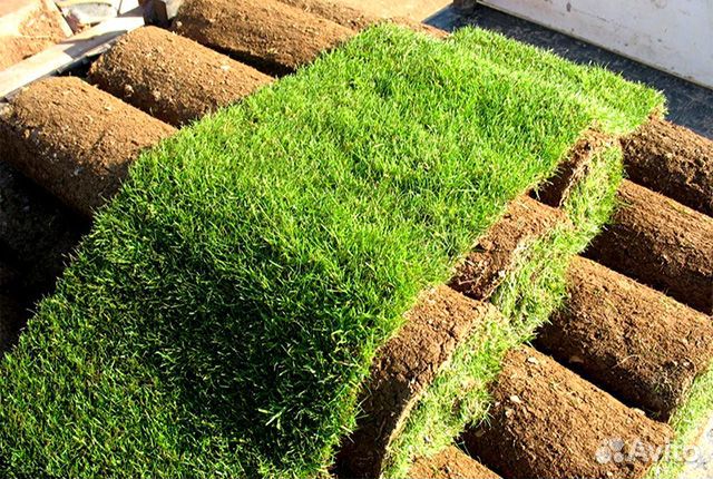 Рулонный газон с доставкой во Владимир и область