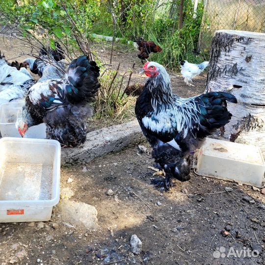 Петухи Брама молодые