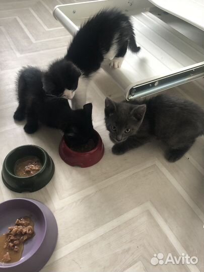 Котята в добрые руки