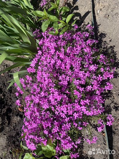 Почвопокровные растения многолетники