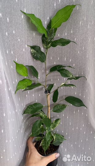 Фикусы сортовые