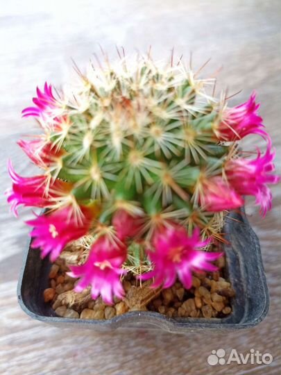 Кактусы коллекционные