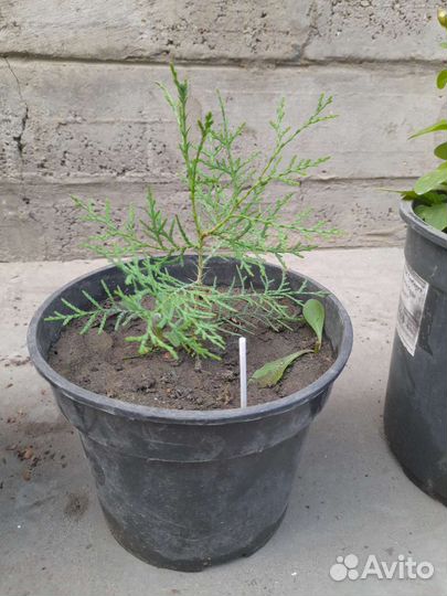 Туя западный брабант высота 20 см