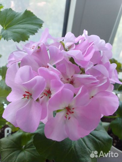 Сортовая пеларгония Brittens Rara