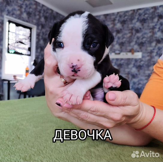 Щенки Американского стаффорда