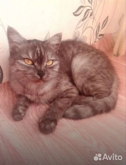 Кошечка в Добрые руки