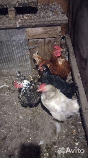 Куры несушки