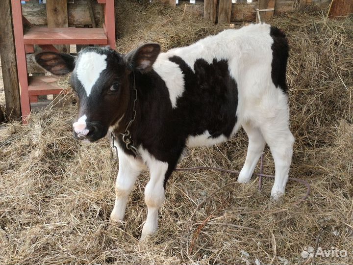 Телята бычки