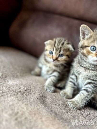 Шотландские вислоухие котята