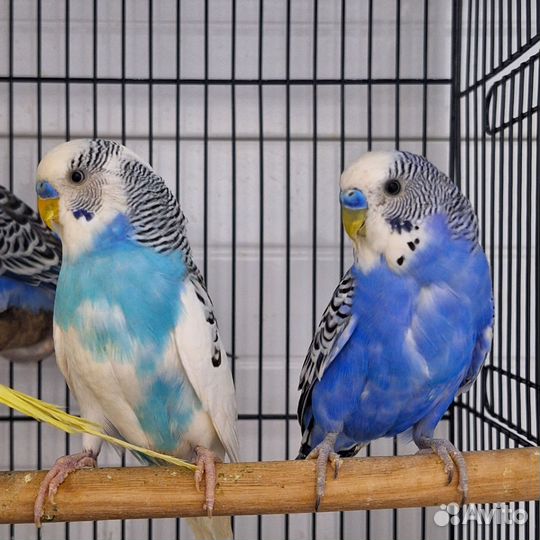 Волнистый попугай