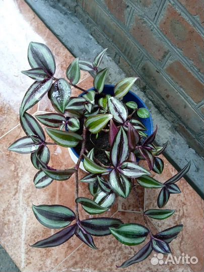 Традесканция зебрина