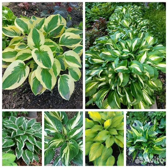 Хоста в ассортименте