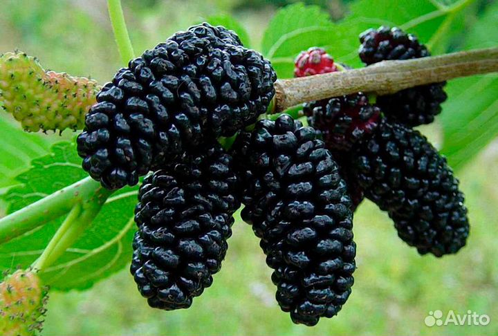 Шелковица черная и белая (саженец)