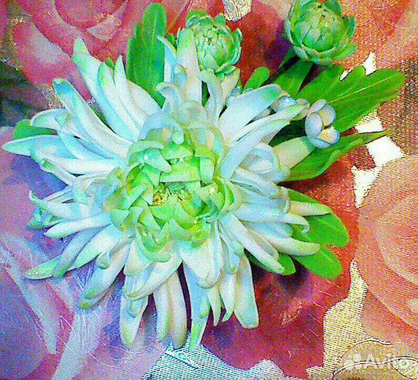 Брошь,Хризантема салатовая